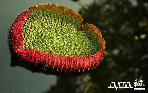 新加坡,心驰神往的旅游胜地