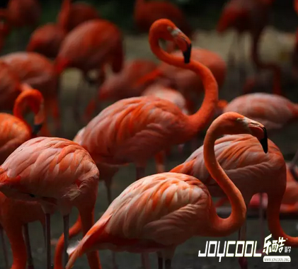 新加坡有一座公园，堪称东南亚鸟类的天堂