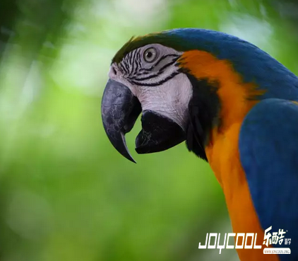 新加坡有一座公园,堪称东南亚鸟类的天堂