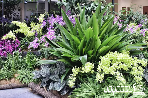 新加坡,克伦尼路,新加坡植物园