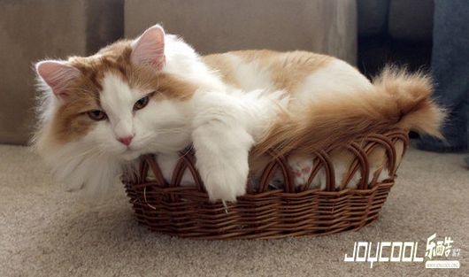 生活在新加坡，不懂“Basket”什么意思你就out啦