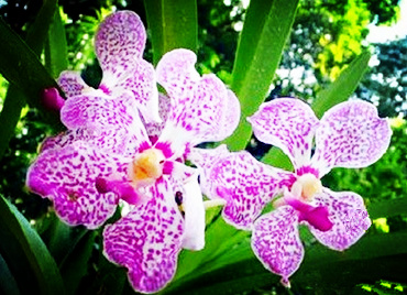 游学新加坡必不可少的特产