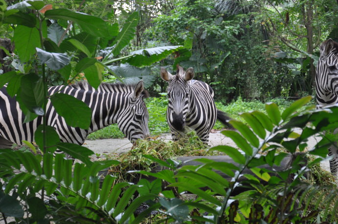 新加坡游学——和孩子一起回归自然