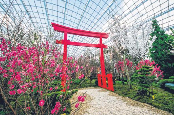 新加坡游学邂逅樱花