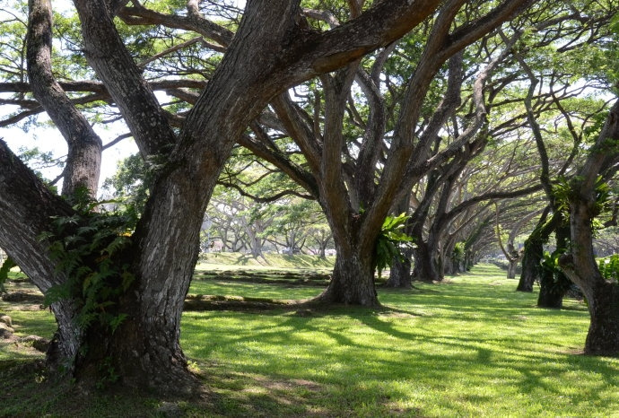 古树大道——康乐通道保护雨树