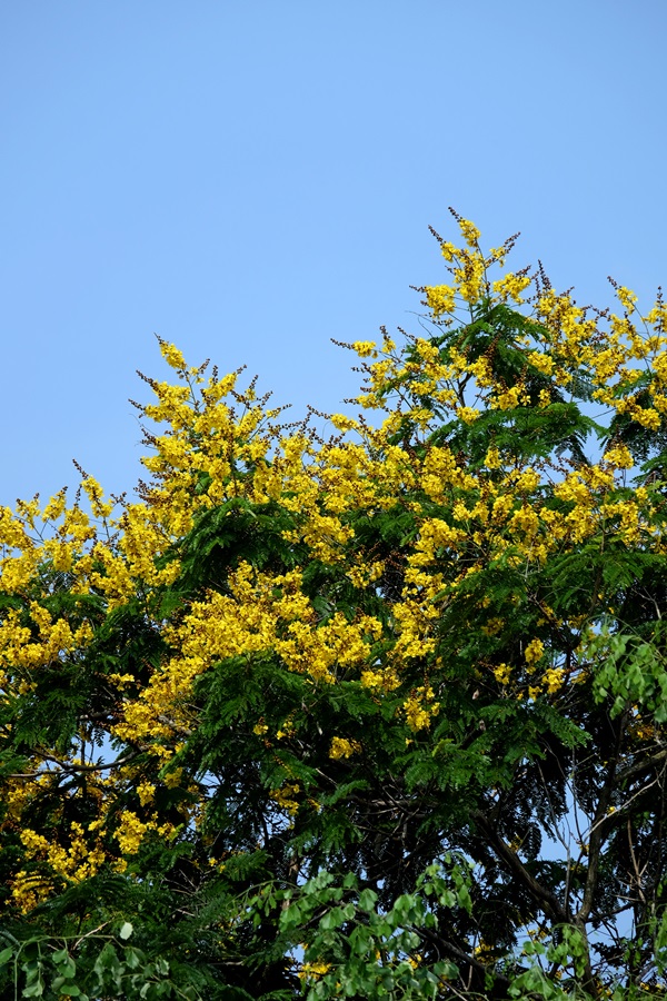 烟花三月下南洋——赏花&游学