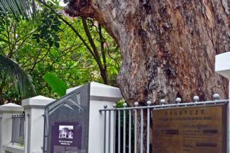 青龙木——新加坡游学绿色情缘