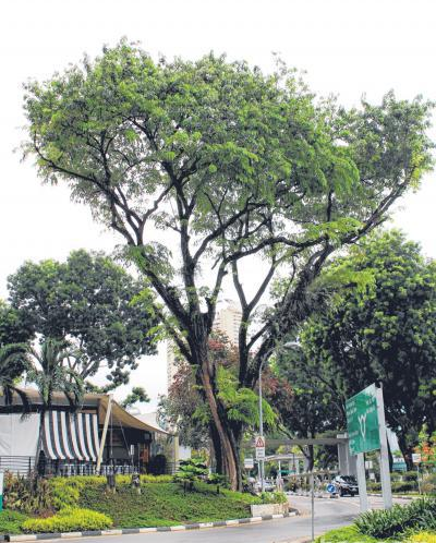 新加坡中央医院青龙木