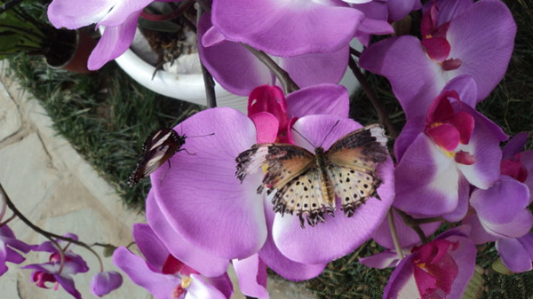 新加坡游学之旅：超越“Kiasu”，拥抱卓越之旅